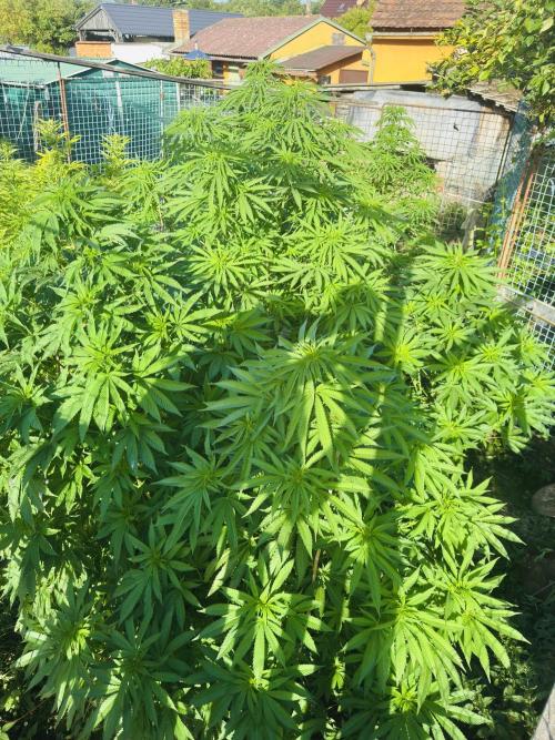 Whorled phyllotaxy Runtz. Week 15