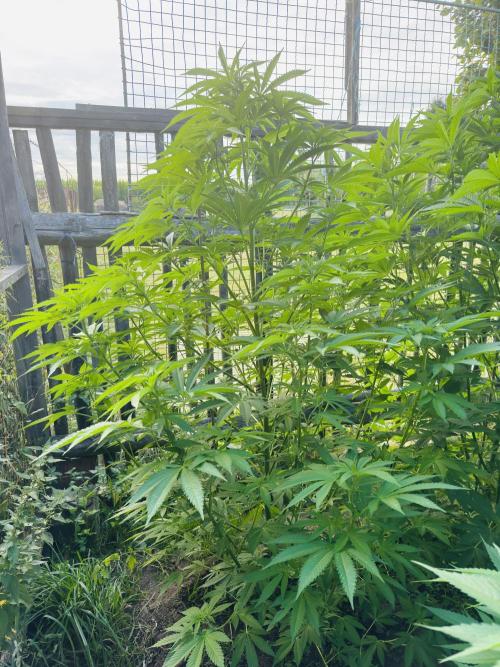 Whorled phyllotaxy Runtz. Week 15