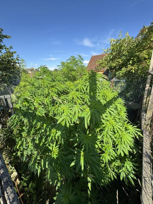 Whorled phyllotaxy Runtz. Week 16