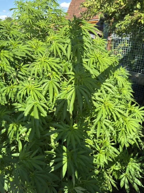 Whorled phyllotaxy Runtz. Week 16