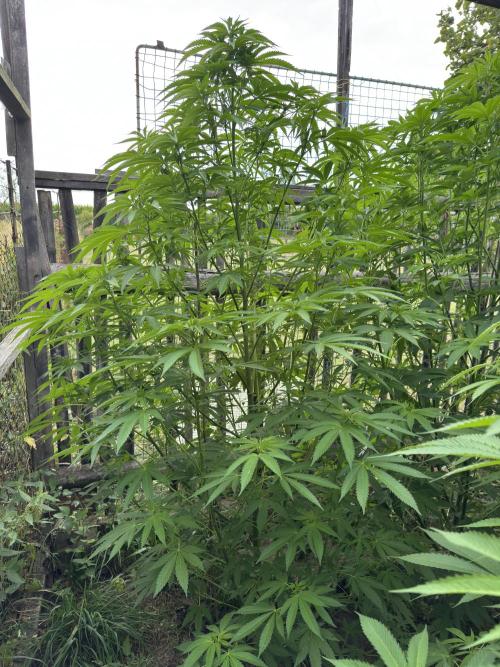 Whorled phyllotaxy Runtz. Week 17