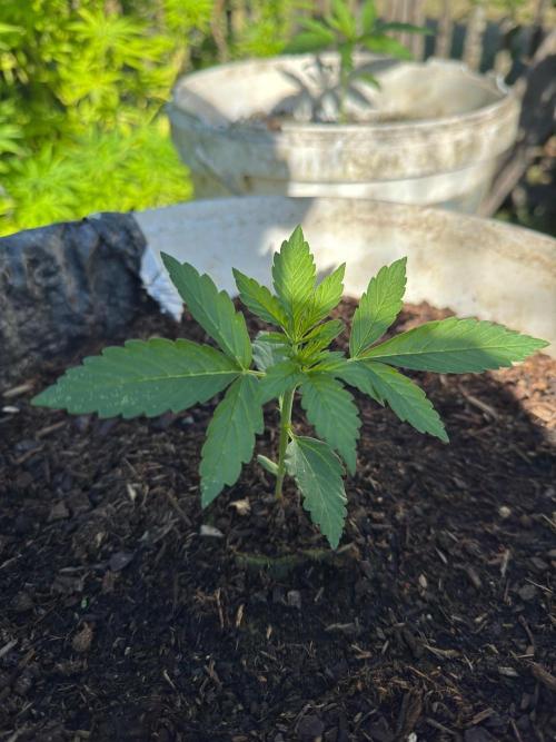 SensiLateSummer. Week 1