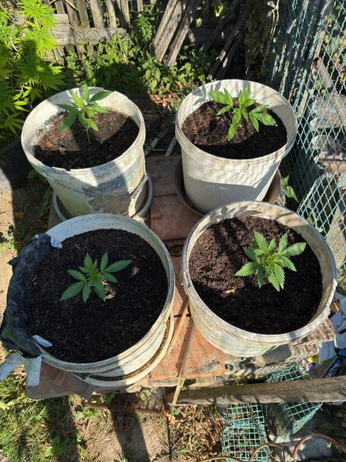 SensiLateSummer. Week 1