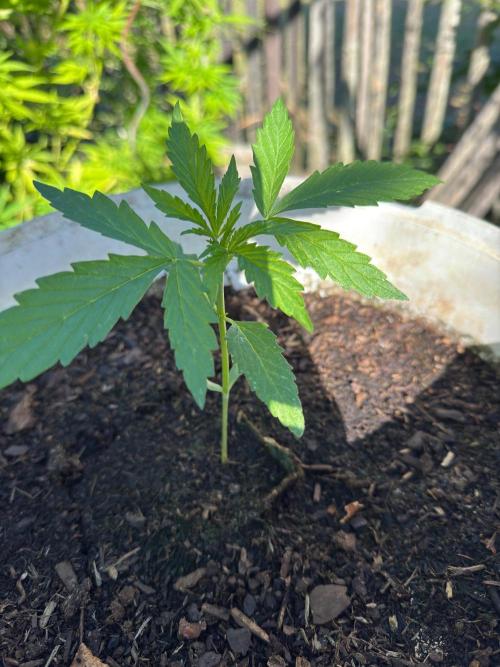 SensiLateSummer. Week 1