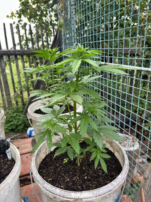 SensiLateSummer. Week 3