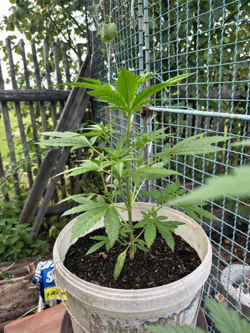 Sticky Orange XXL Auto. Week 3
