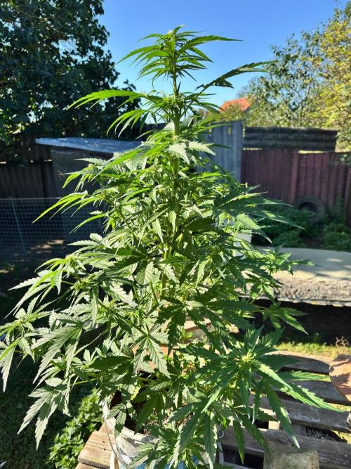 SensiLateSummer. Week 5