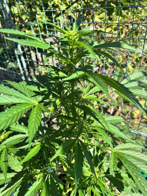 Sticky Orange XXL Auto. Week 5