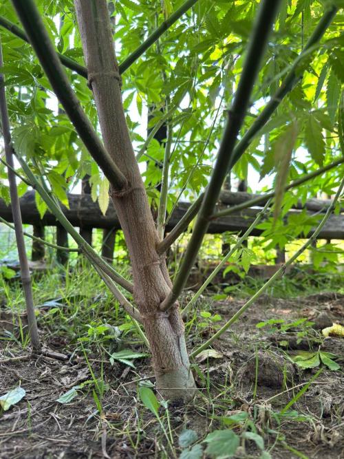 Whorled phyllotaxy Runtz. Week 22