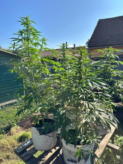 SensiLateSummer. Week 6
