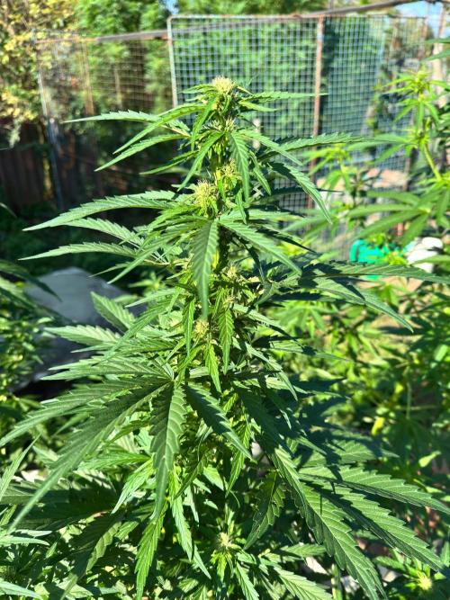 SensiLateSummer. Week 6