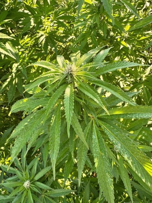 Whorled phyllotaxy Runtz. Week 23