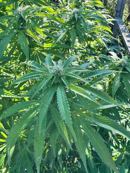 Whorled phyllotaxy Runtz. Week 23
