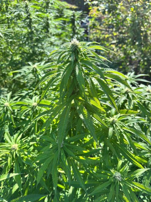 Whorled phyllotaxy Runtz. Week 23