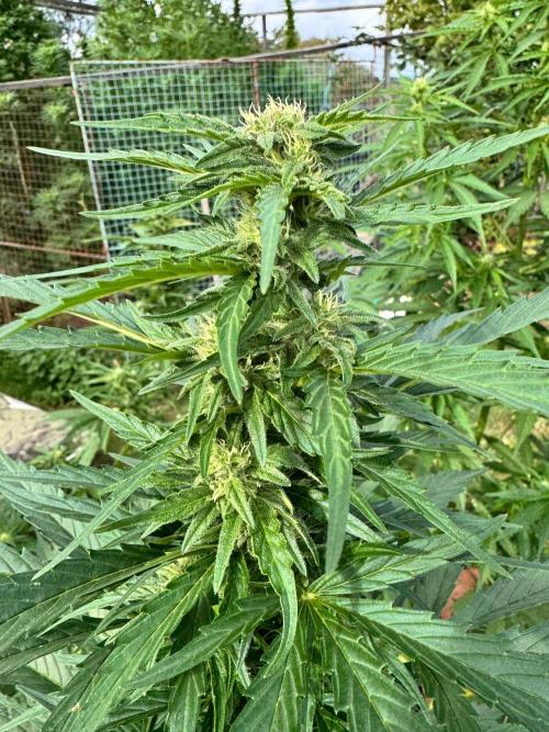 SensiLateSummer. Week 7