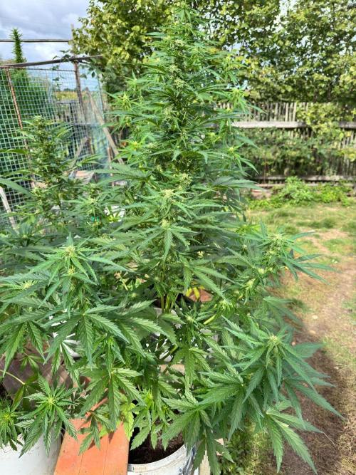 SensiLateSummer. Week 7