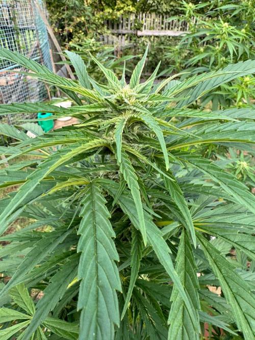 SensiLateSummer. Week 7
