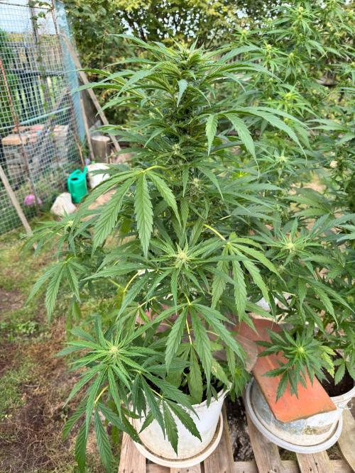 SensiLateSummer. Week 7