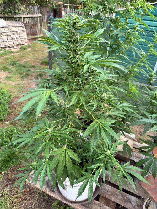 SensiLateSummer. Week 7