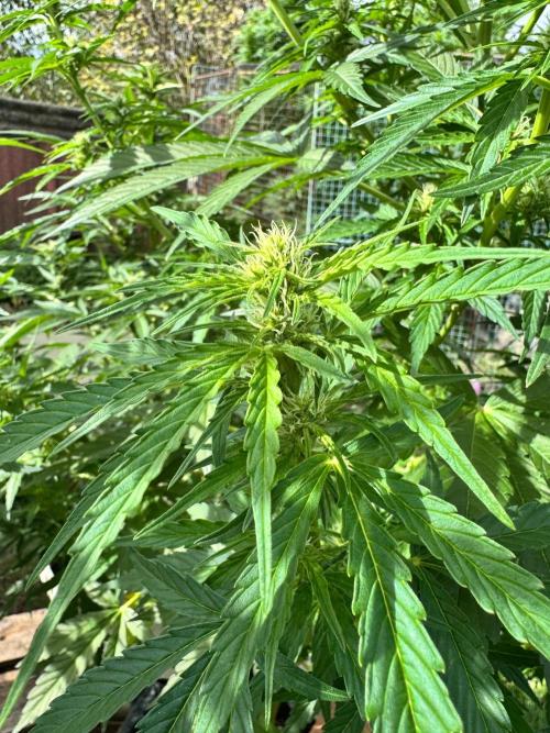 SensiLateSummer. Week 7