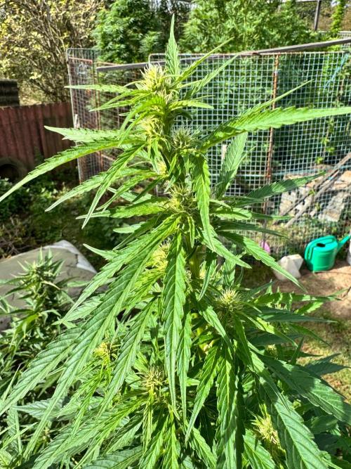 SensiLateSummer. Week 7