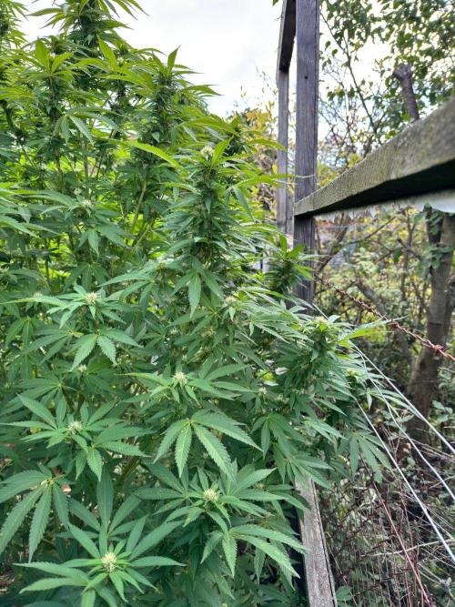 Whorled phyllotaxy Runtz. Week 24