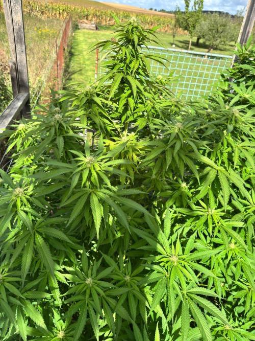 Whorled phyllotaxy Runtz. Week 24