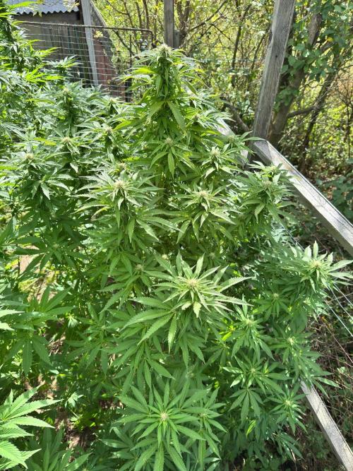 Whorled phyllotaxy Runtz. Week 24