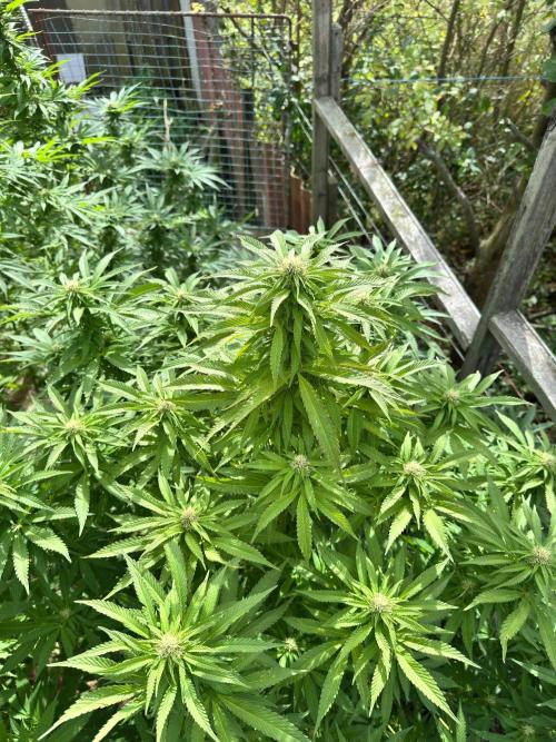 Whorled phyllotaxy Runtz. Week 24