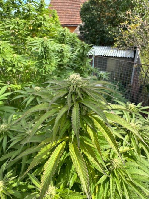 Whorled phyllotaxy Runtz. Week 25