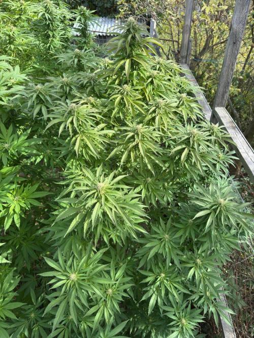 Whorled phyllotaxy Runtz. Week 25