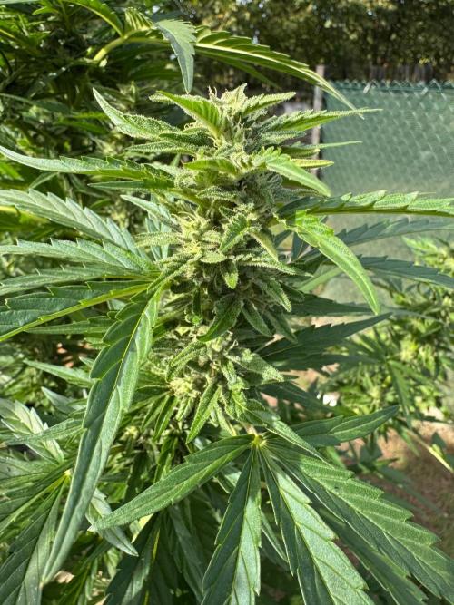 SensiLateSummer. Week 8