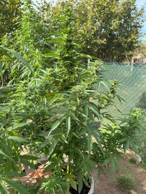SensiLateSummer. Week 8