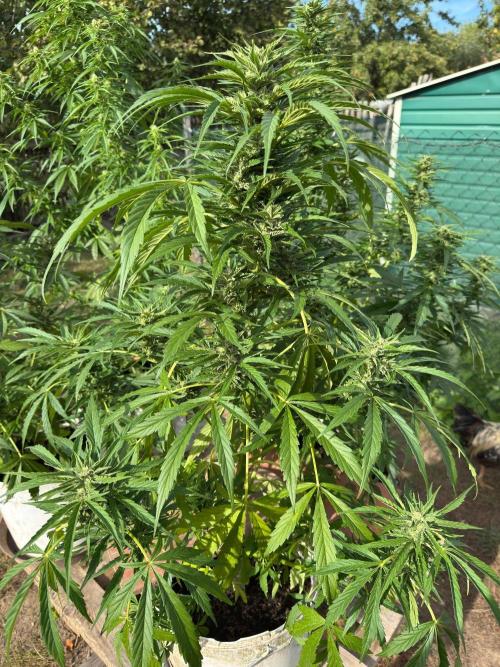 SensiLateSummer. Week 8