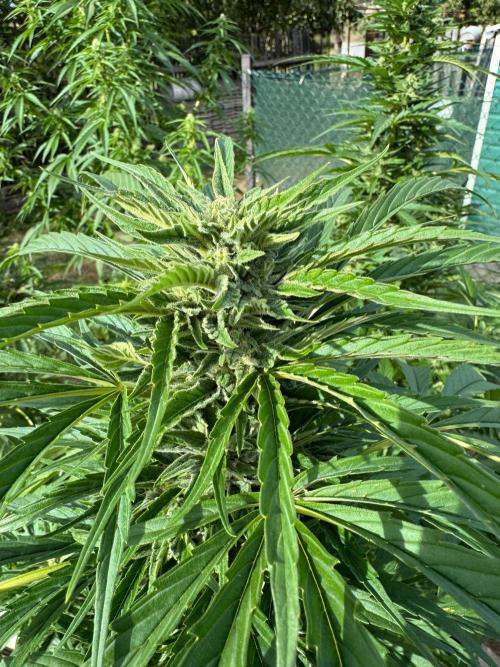 SensiLateSummer. Week 8
