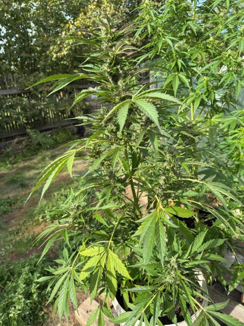 SensiLateSummer. Week 8