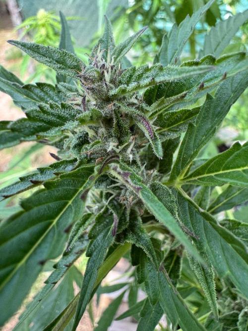 SensiLateSummer. Week 8