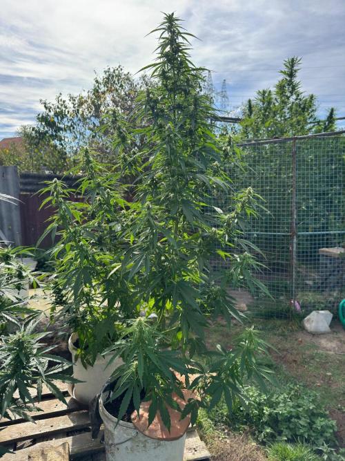 SensiLateSummer. Week 8