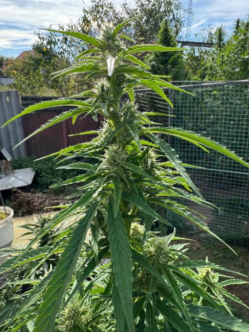 SensiLateSummer. Week 8
