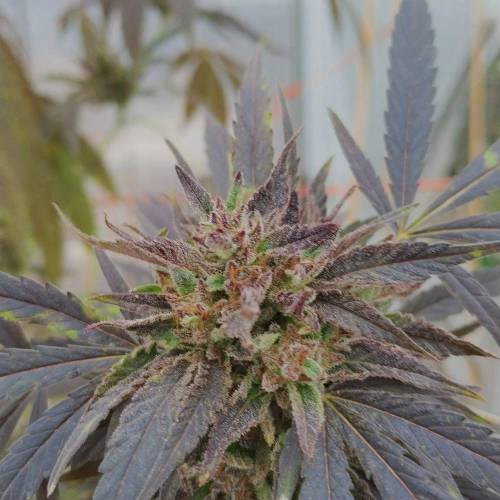 Peyote Zkittlez. Week 24