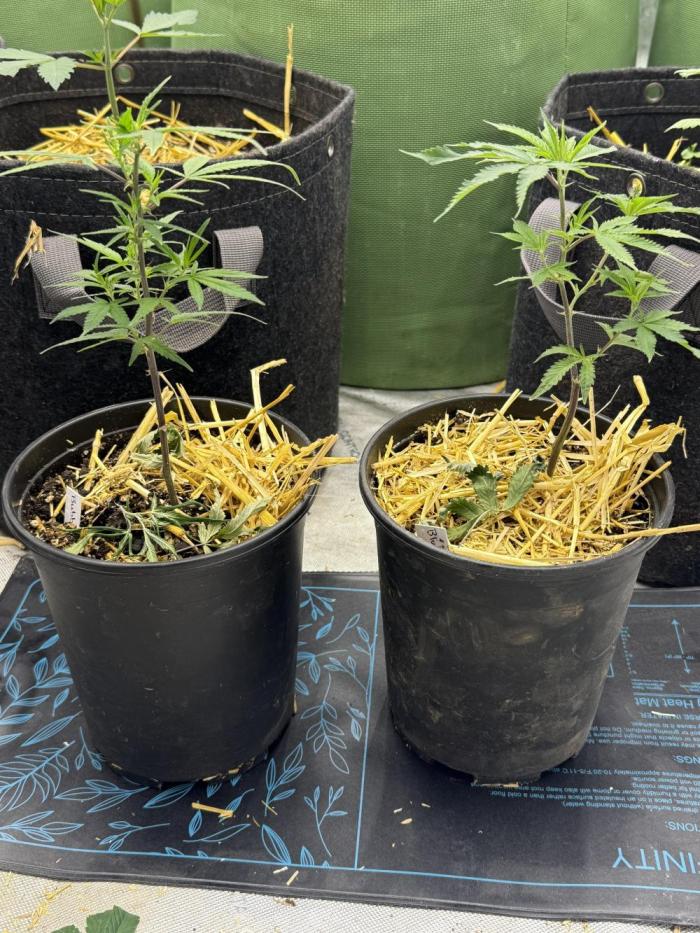5x5 set up. Week 2 - Pre 98 bubba and Blue runtz 
