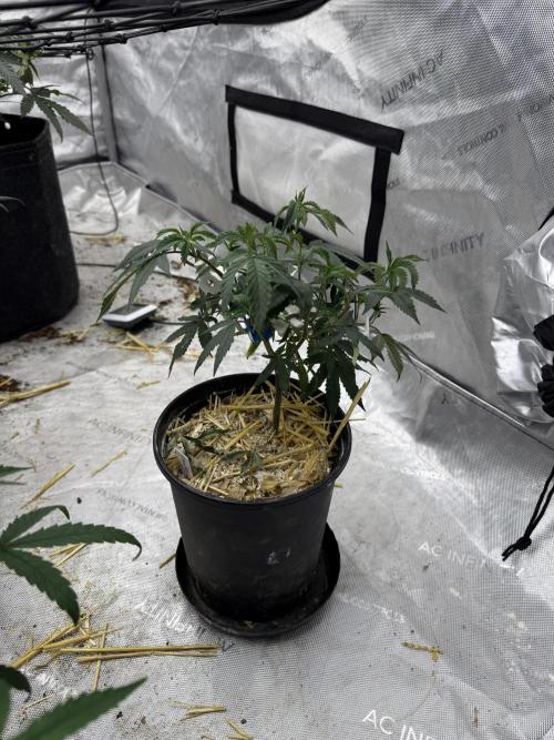 5x5 set up. Week 4 - I’m gonna let her sit for a while and just keep feeding her