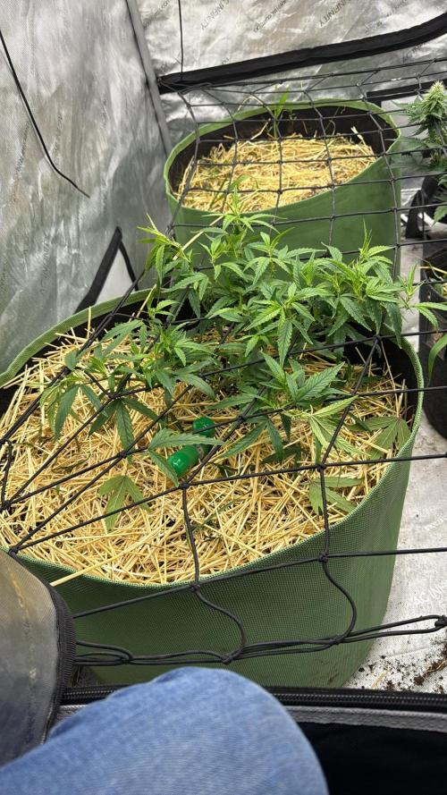 5x5 set up. Week 5 - Pre 98 just transplanted to 20