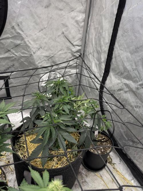 5x5 set up. Week 5 - Lowkey og