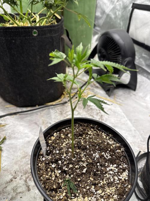 5x5 set up. Week 5 - Eastsise gary