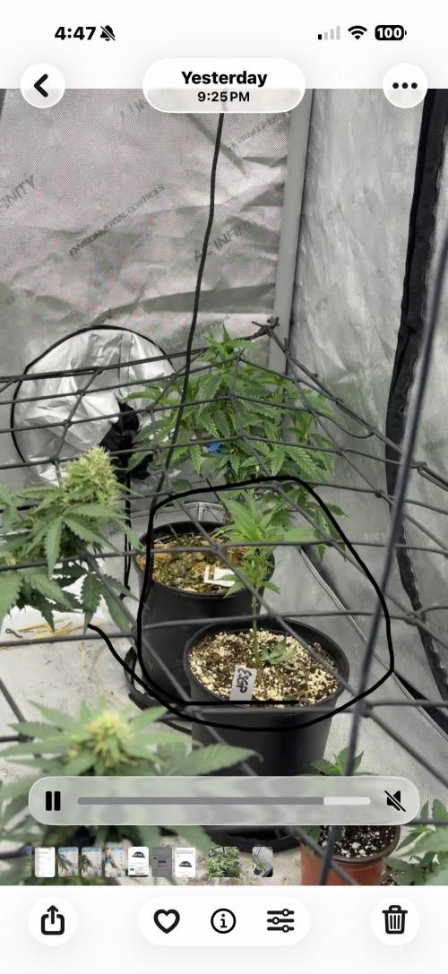 5x5 set up. Week 6 - That’s blue runtz in the corner Eastside Gary on the right Ignore the flower lol