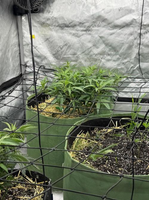 5x5 set up. Week 6 - Pre98 bubba