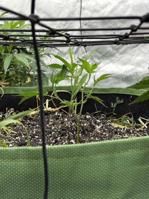 5x5 set up. Week 7 - East side gary