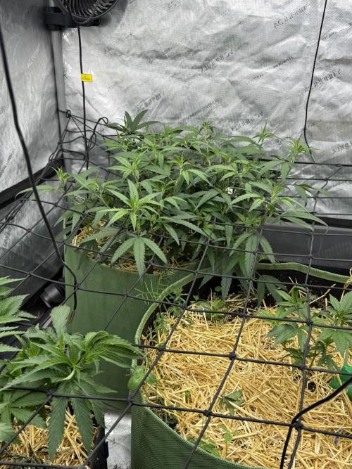 5x5 set up. Week 7 - Pre 98