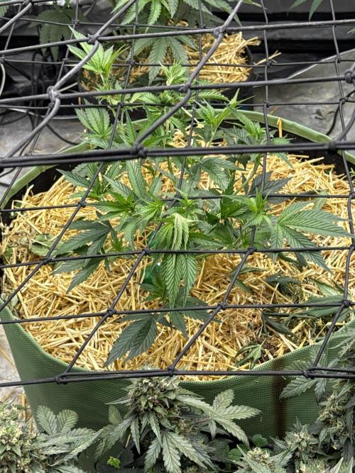 5x5 set up. Week 8 - Esg
